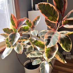 Ficus Elastica Plant