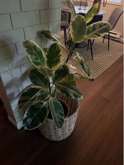 Ficus tineke rubber plant