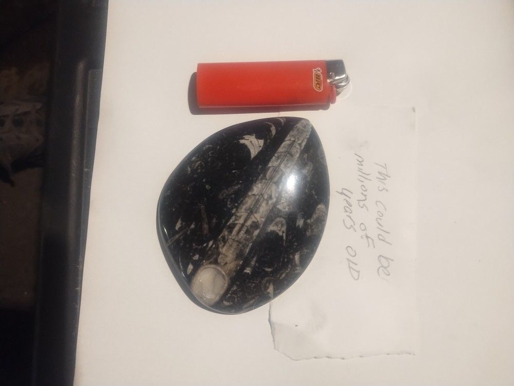 Fossil For Sale