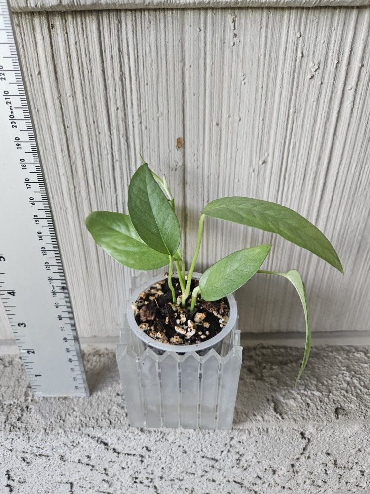 Cebu Blue Plant In Self Watering Pot 