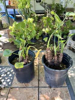 Alocasia cucullata