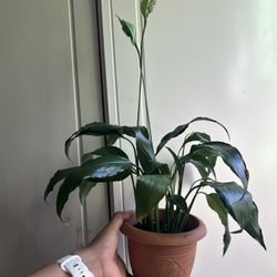 Peace Lily “I Dont Reply To Hi Is This Still Available! Read Description ⤵️