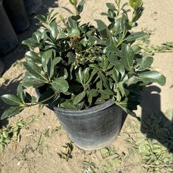 White Hawthorn 5gallon 