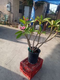 Plumeria plants
