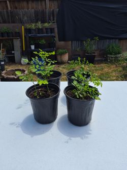 moringa plans for sale half gallon  size pot $5 dollars each  there is  2 plant limit must buy 2 or more