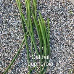 Free Succulent Cuttings 