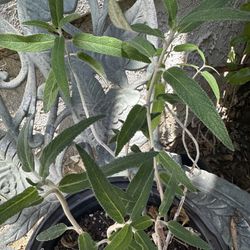 Mexican Sage