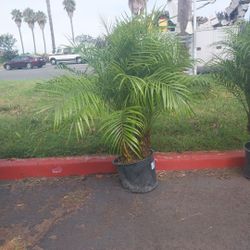 Pygmy Date Phoenix Robelinni Palms