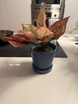Aglaonema Light Pink Triphet