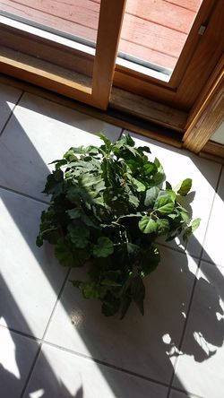 Artifical plant