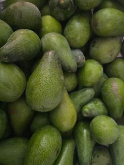 Aguacates Criollos 6 x $5