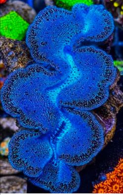 4 inch Ultra Maxima Clam – Stunning Blue Color