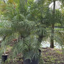 Rubeline Palm - 25 Gallons