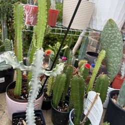 cactus for Sale 