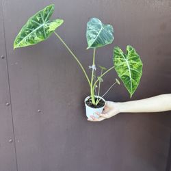 4” Variegated Alocasia Frydek W/ Babies