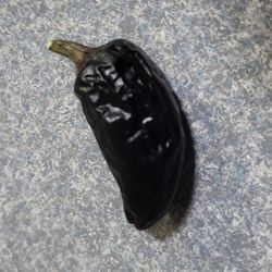 Rare Organic Black Hungarian Pepper Seeds And Preorder Plants!  2026 SEASON EARLY RELEASE! AVAILABLE NOW!