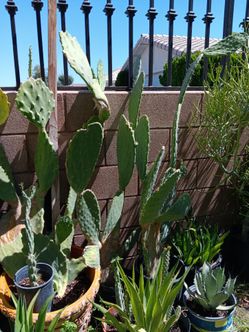 Nopal del que da joconoxtles o joconoles