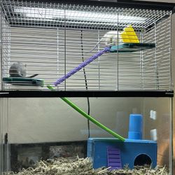 10 Gallon Tank With Topper (and Baby Degus)