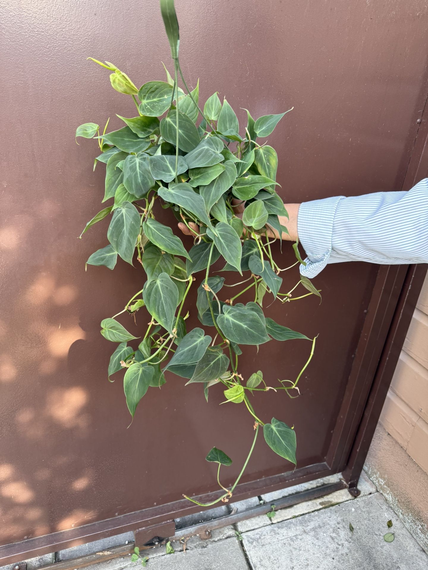 6” Very Rare Micans Philodendron Green ( Different From The Normal )