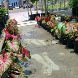 Caladuims Plants 1gallon Diferentes Colores De Hojas