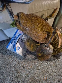 Jack fruit