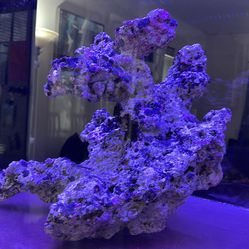 45 pound cycled reef rock