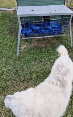 Hay Feeder