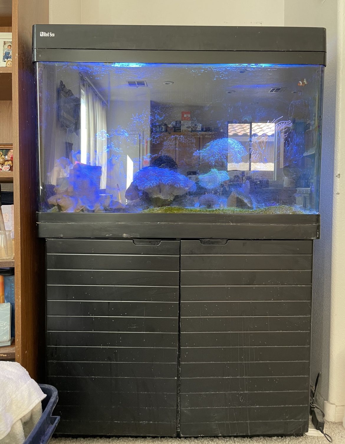 Red Sea Salt Water Fish Tank