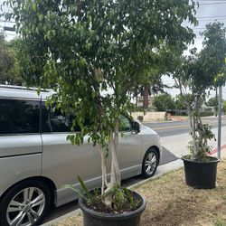 Plant For Sale