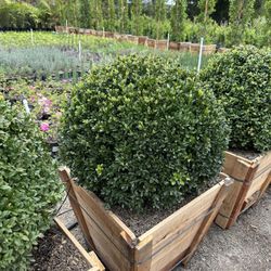 Boxwood Globes