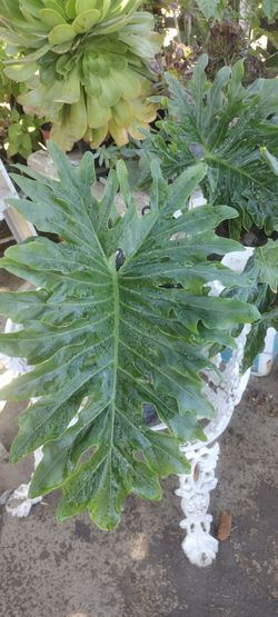 Mostera ,((Costilla de Adan))) planta natural