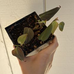 Micans Philodendron Houseplant