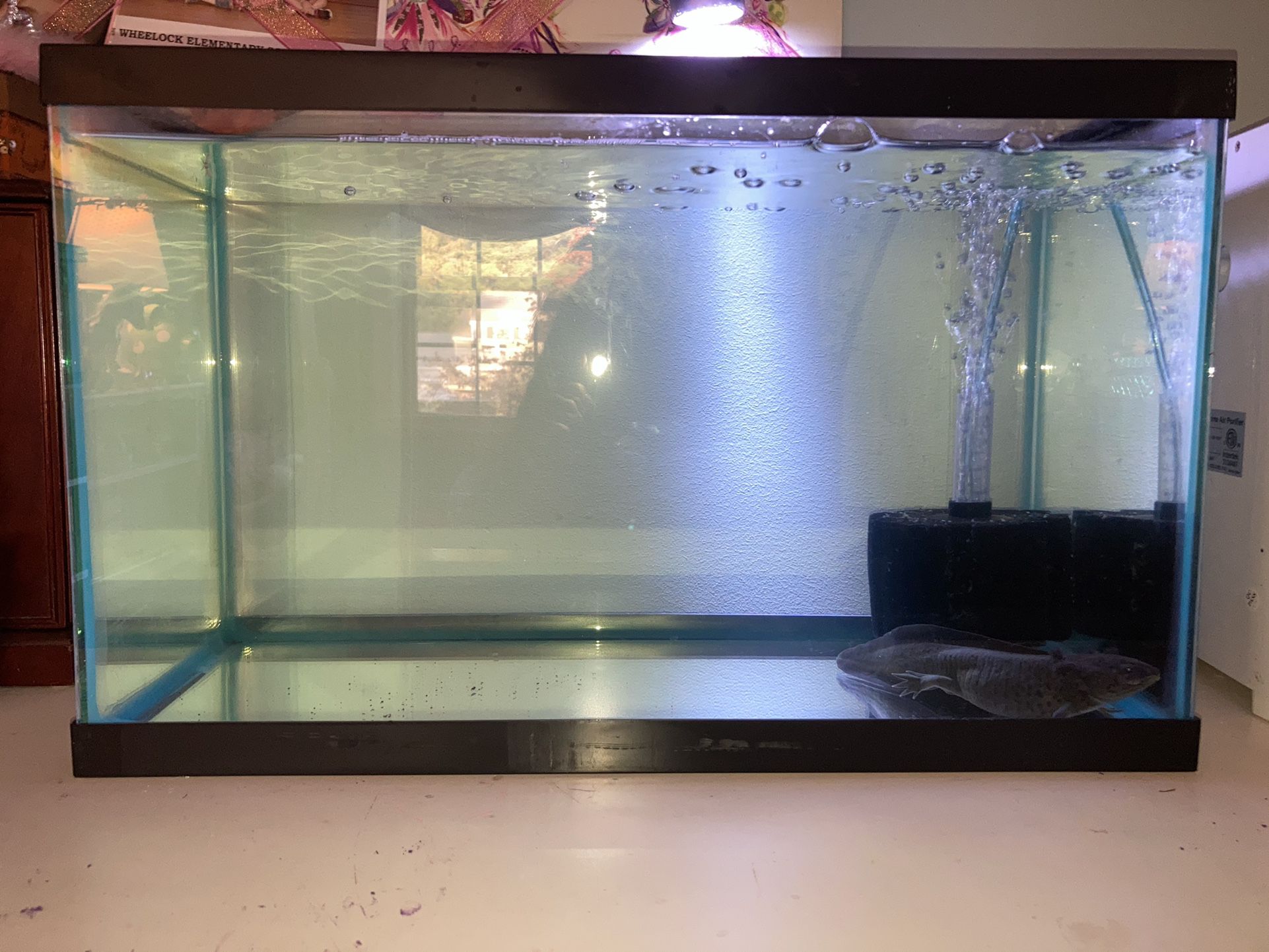 10 Gallon Fish Tank With Necessities