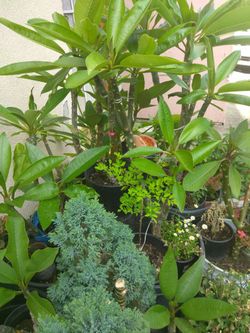 Plantas