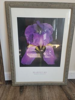 Framed Art