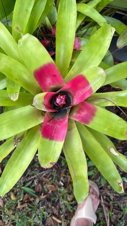 Bromeliad Tropical Plants