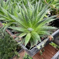 Aloe Succulent Plant