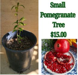 Small Pomegranate Tree