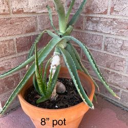 Large Mature Aloe Vera Plant