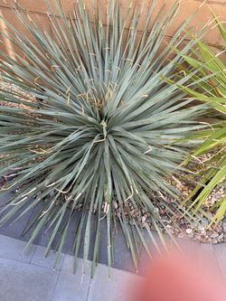 Yucca plant 20 gallon