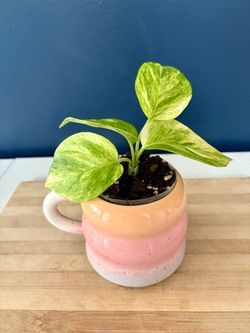 Hawaiian Pothos Plant in Pastel Ceramic Mug