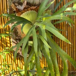 Staghorn Fern Plant