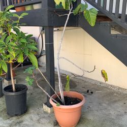 Golden Fig Tree 