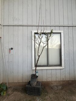 Cherry Tree