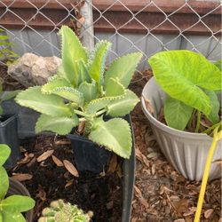 Planta Mala Madre $5.00Y Spider $6.00/abundacias$3.00