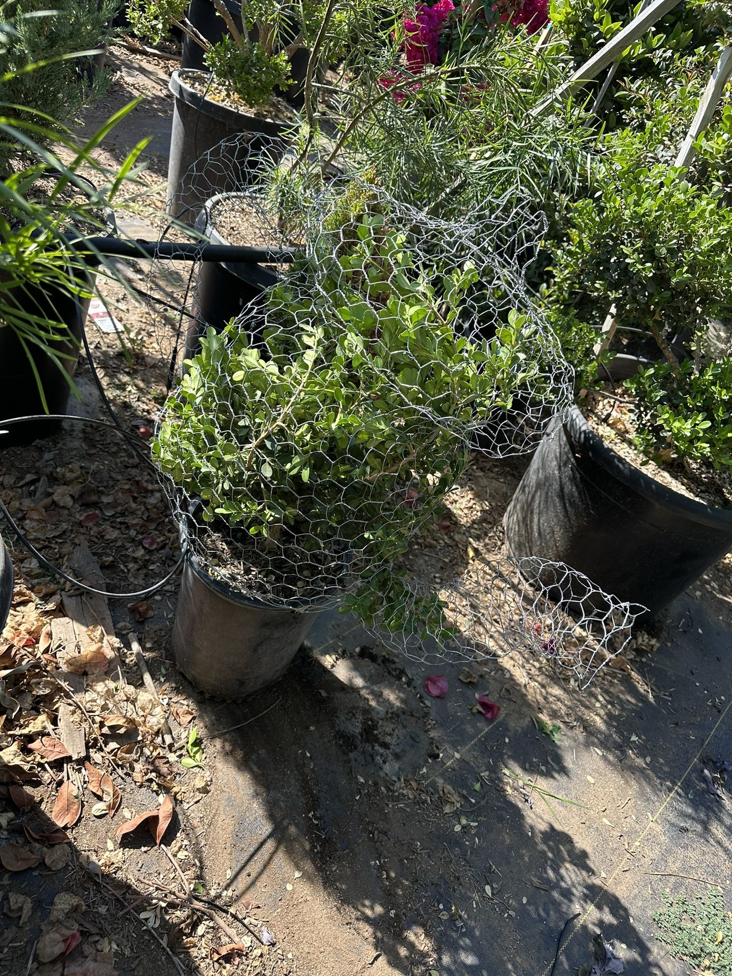 Tea Pot Topiary Bonsai