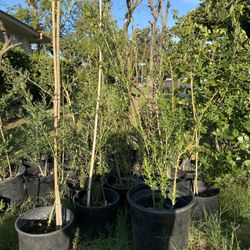 Olive Trees, 3 Ft Tall $35 Each