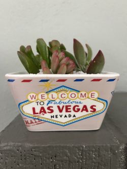 Destination Succulent Arrangement One Of A Kind!