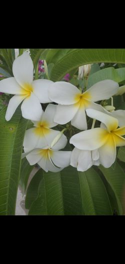 Rooted White And Yellow Plumeria Cutting.