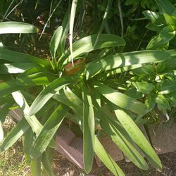Plants Gives Blue Flowers